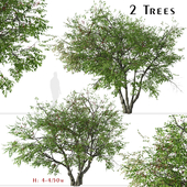 Set of Prunus serotina Tree (Black cherry) (2 Trees)