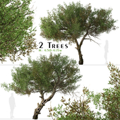 Set of Mountain Mahogany Tree (Cercocarpus) (2 Trees)