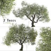 Set of Canyon live oak Tree (Quercus chrysolepis) (2 Trees)