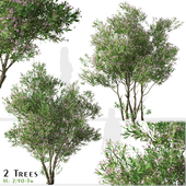 Set of Nerium oleander Tree (Rose Laurel) (2 Trees)