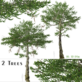 Set of Araucaria araucana Tree (Monkey puzzle) (2 Trees)