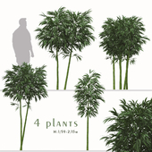 Set of Phyllostachys aurea Plants (Fishpole bamboo) (6 Plants)