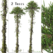 Set of Araucaria araucana Tree (Chilean pine) (2 Trees)