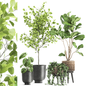 Collection of beautiful potted plants with ficus, Lirata, Philodendron, Ivy trees. Set 1044.