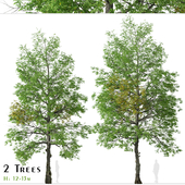 Set of Black ash Tree (Fraxinus nigra) (2 Trees)