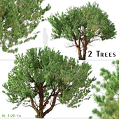 Set of Knobcone pine Tree (Pinus attenuata) (2 Trees)