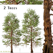 Set of Ponderosa Pine Tree (Bull Pine) (2 Trees)