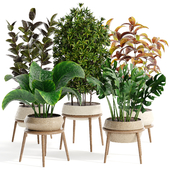 Indoor plant collection 19