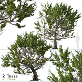 Set of Limber pine Tree (Pinus flexilis) (2 Trees)