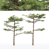 2 diffrent tree Huangshan Pine