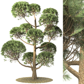 Tall Pinus Parviflora Tree Vol 01
