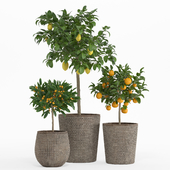 Plant Set 009