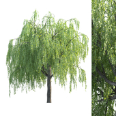 tree for landscape 23 (Willow Tree)