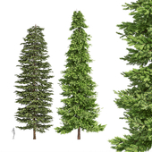 2tree-Black Spruce Picea Mariana Pine Spruce