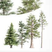 4diffrent tree Western Red Cedar Norway Spruce