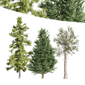 3diffrent tree Loblolly Pine