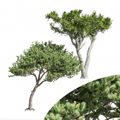 2diffrent tree Italian Stone Pine Monterey Cypress