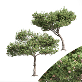 2 diffrent tree Italian Stone Pine