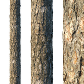 4k Pine bark material 02