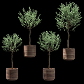 Set of olive trees in pots. 4 models