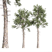 2 diffrent tree Loblolly Pine