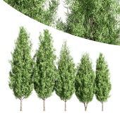 5 diffrent tree Italian Cypress01