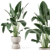 Indoor Plants in rusty Concrete Pot - Set 293