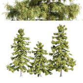 3 diffrent tree Alaska Cedar