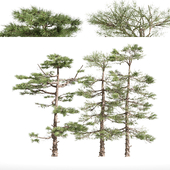 3 diffrent tree Huangshan Pine