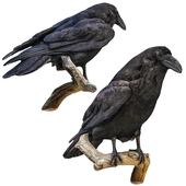 02 crow