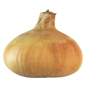 4K Onion bulb