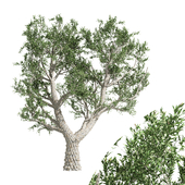 tree-African Olive 01