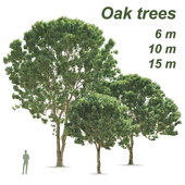 Oak trees 6-10-15 m