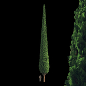 Cypress 20 meters