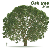 Oak tree 24 m