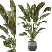 Indoor Plants Collection - Set 112