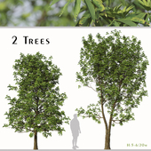 Set of Daphniphyllum Macropodum Trees (False Daphne) (2Trees)