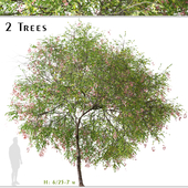Set of Chinese Flame Tree (Koelreuteria Bipinnata) (2 Trees)