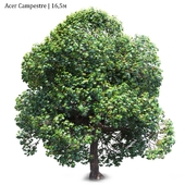 Acer Campestre #01 (16.5m)