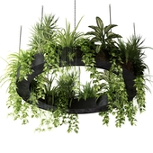Indoor plants in a hanging ring planter