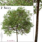 Set of Catalina Cherry Tree (Prunus ilicifolia) (2 Trees)