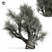 olive tree 01