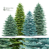 Spruce trees set