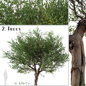Set of Australian Tea Tree (Leptospermum laevigatum) (2 Trees)