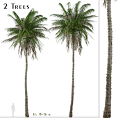 Set of Quindio wax palm Tree (Ceroxylon quindiuense) (2 Trees)
