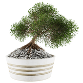 bonsai plant vol-3