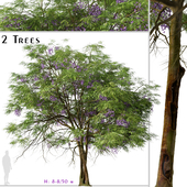 Set of Jacaranda mimosifolia Tree (Blue Jacaranda) (2 Trees)