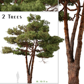 Set of Aleppo Pine Tree (Pinus halepensis) (2 Trees)