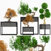 collection bonsai tree 01