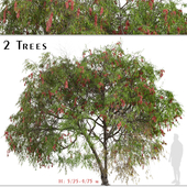 Set of Lemon bottlebrush Tree (Melaleuca citrina) (2 Trees)